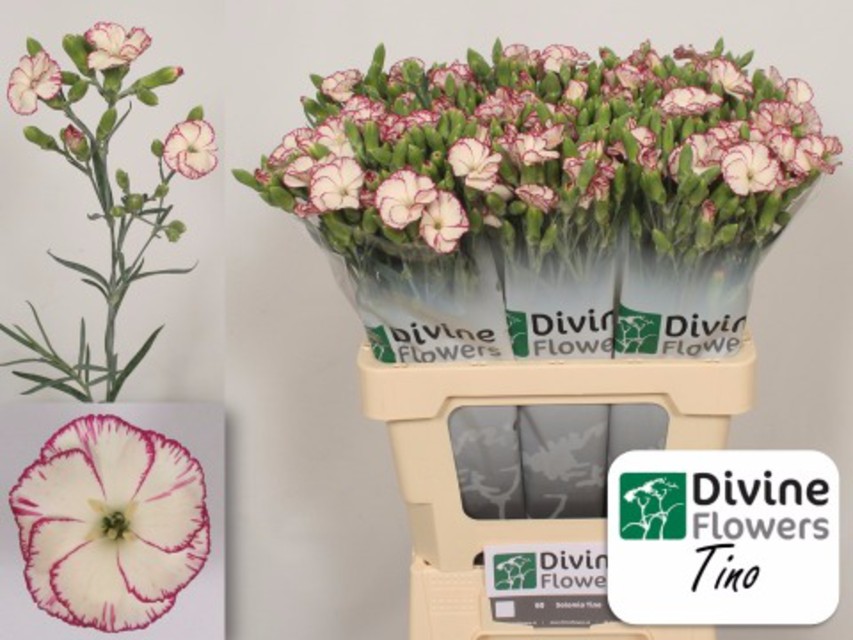 DIANTHUS TINO SOLOMIO 60